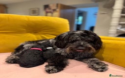 Cockapoo dogs for sale: cockapoos  - Advert 11