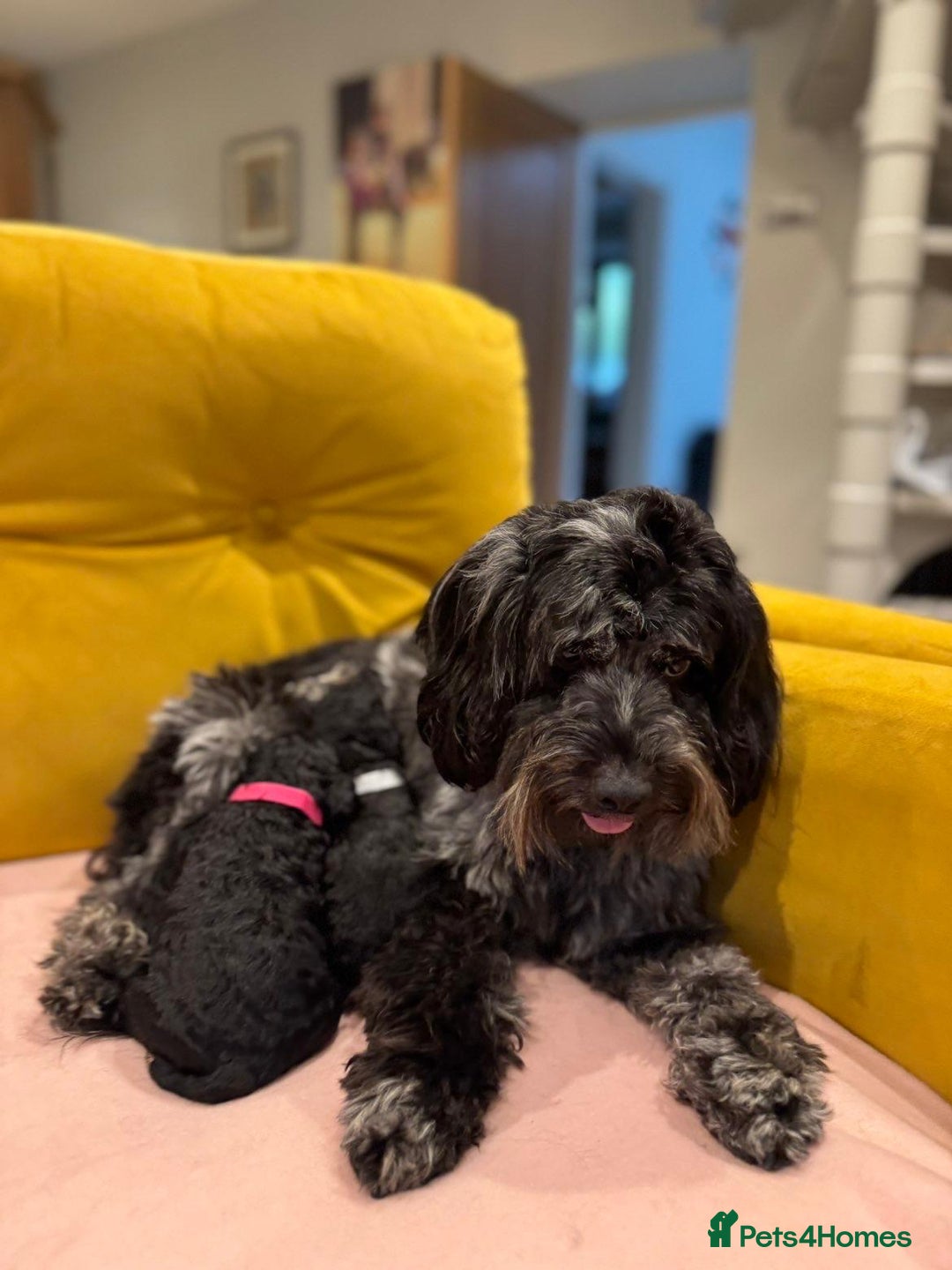 Cockapoo dogs for sale: cockapoos  - Advert 11