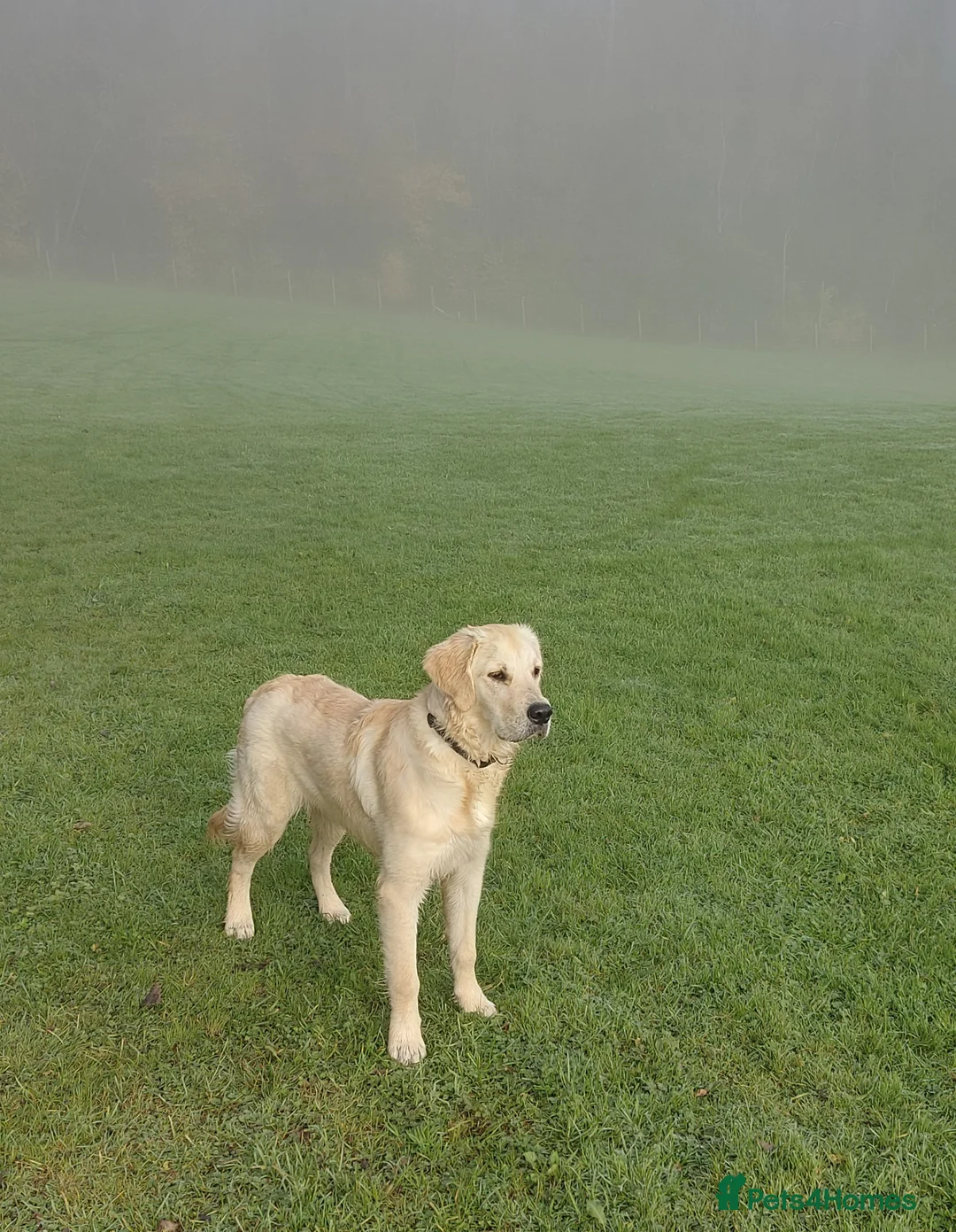 Golden Retriever dogs for sale: KC registered Golden Retriever Puppies *9 Males* - Advert 10