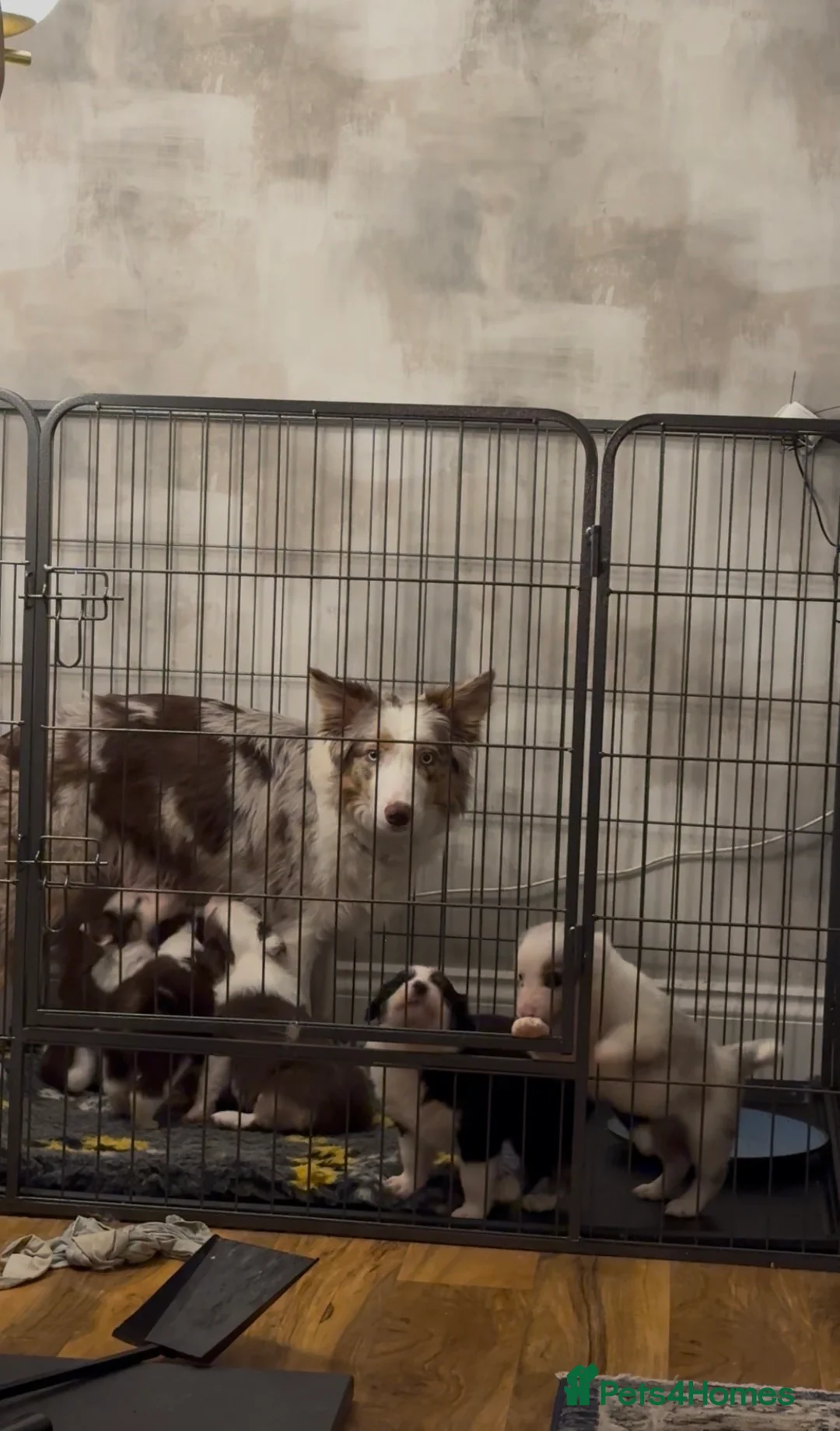 Border Collie dogs for sale: Stunning tri red/merled, blue eyed little boy - Advert 13