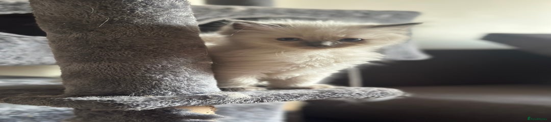 Ragdoll Kitten 1