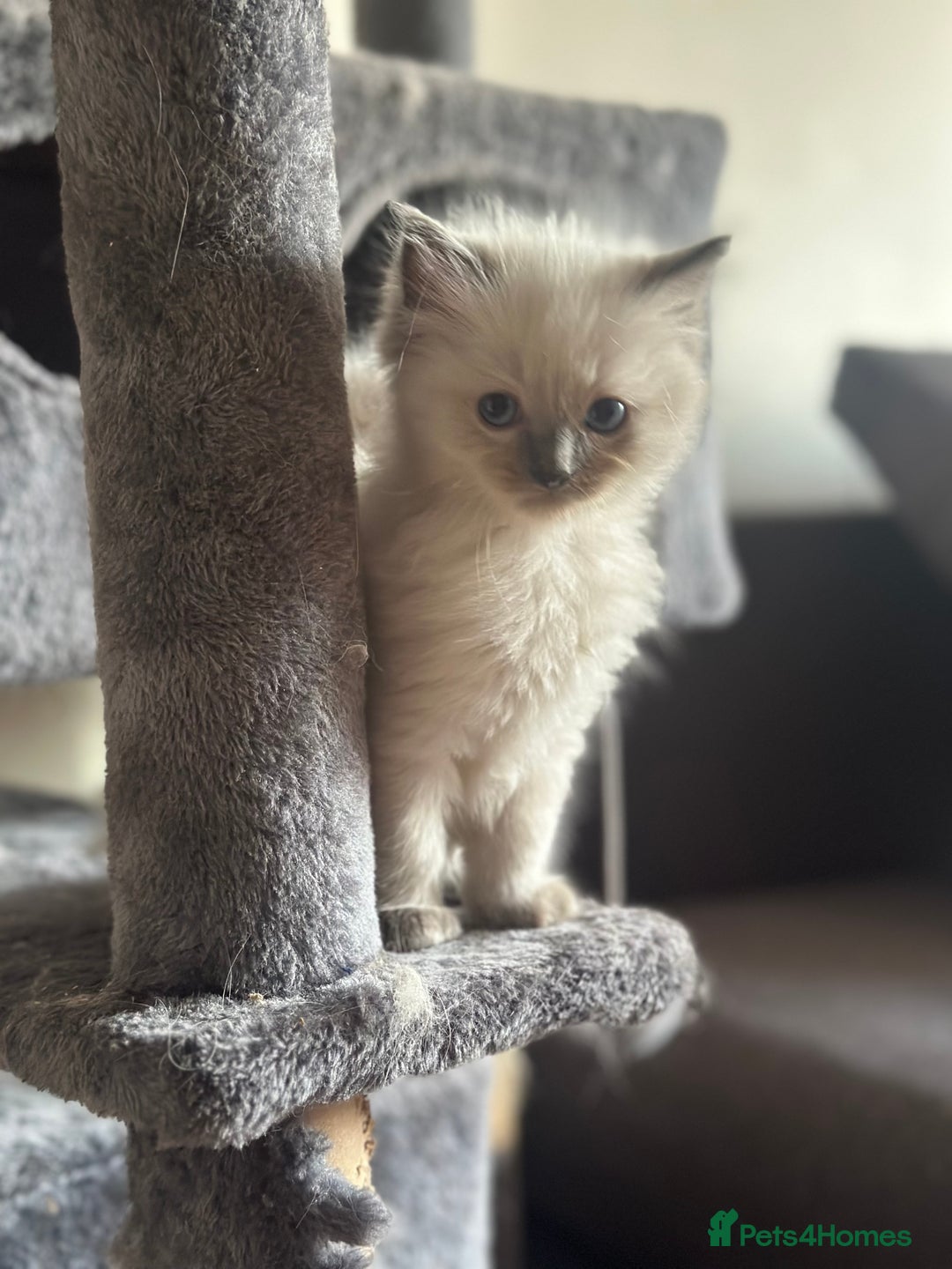 Ragdoll cats for sale: Pure Ragdoll kittens available 🐱🐾 - Image 13