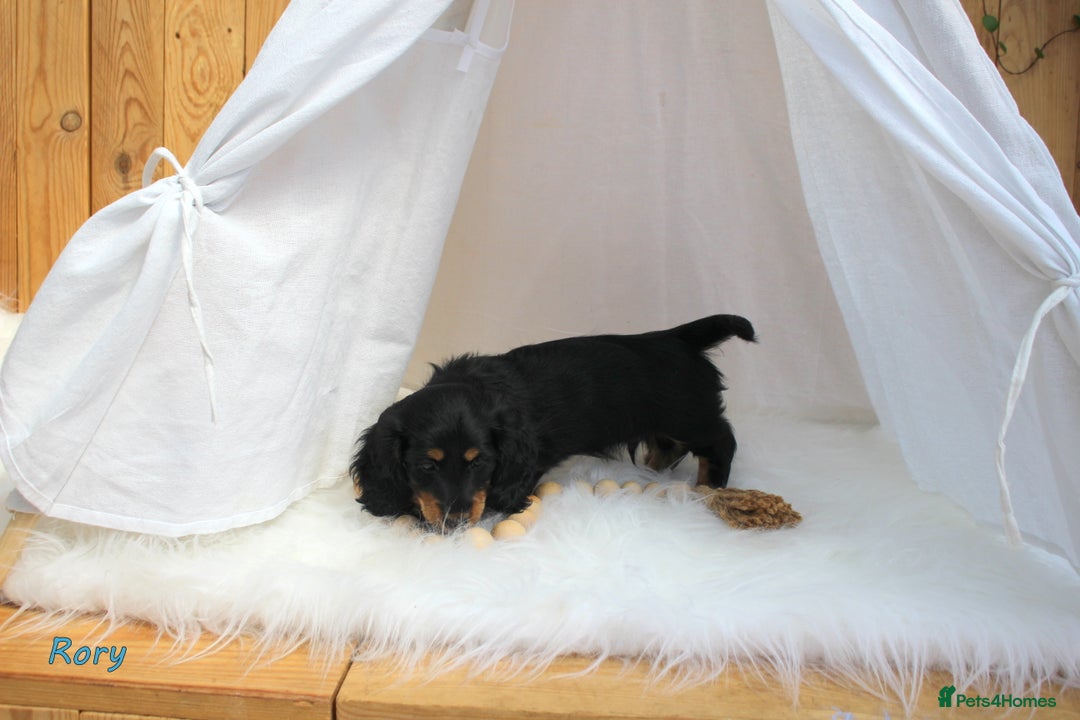 Miniature Dachshund dogs for sale: KC Health tested Licensed breeder 12 years exp - Image 35