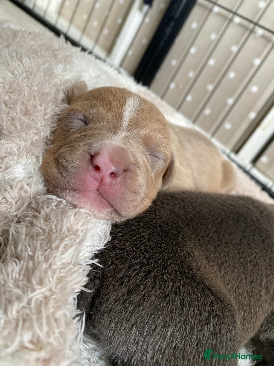 Mixed Breed dogs for sale: 2 boys & 3 girls Ready to go🏡💕 - Advert 36