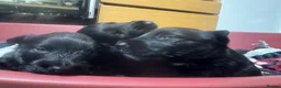 Scottish Terrier dogs for sale: Stunning Pedigree Scottish Terrier Puppies  - Advert 13