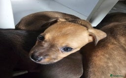 Mixed Breed dogs for sale: Accidental litter - Image 18