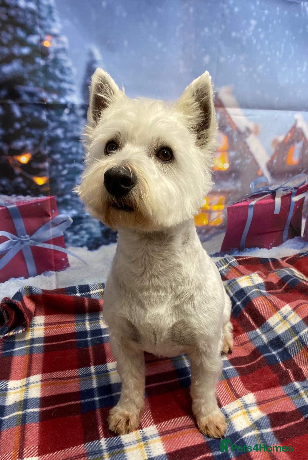 West Highland Terrier dogs for sale: Only 4 Westie Puppies Left – Ready for Homes Now! - Advert 3