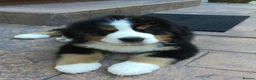 Bernese Mountain Dog dogs for sale: Choose with Care, Love for a Lifetime in Southampton - Advert 6