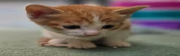 Domestic Shorthair cats for sale: Beautiful, healthy & happy kittens for rehoming in Cranbrook - Advert 30