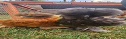 Chickens poultry for sale: Silkie chickens in Lingfield - Advert 4