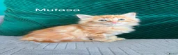 Mixed Breed cats for sale: fluffy kittens looking for their forever home  - Advert 2