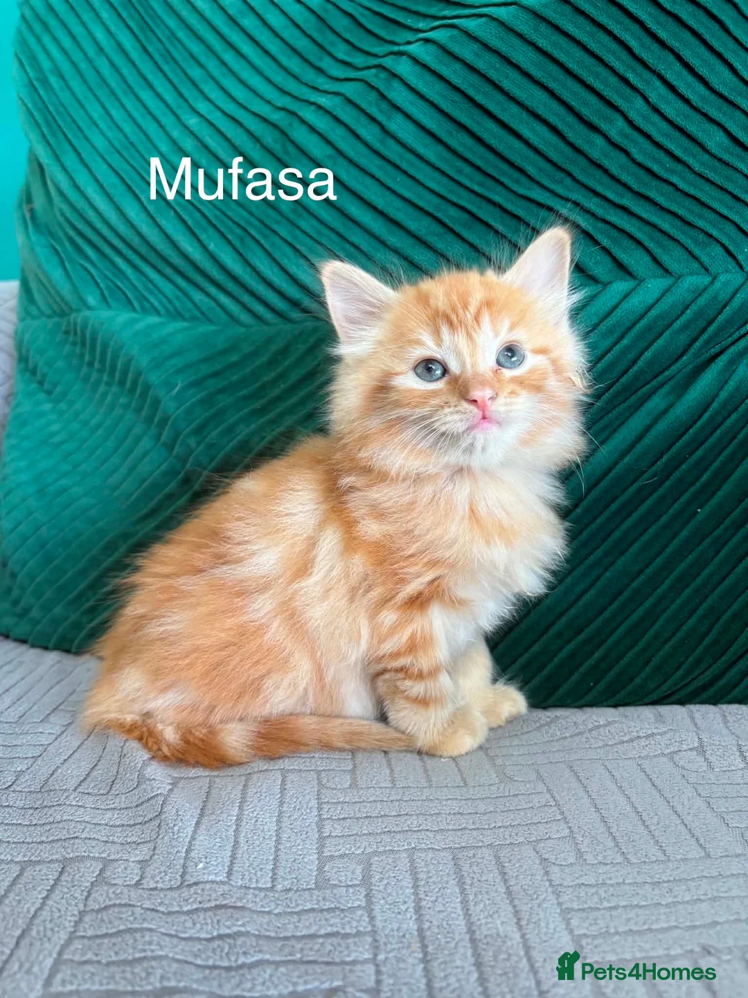 Mixed Breed cats for sale: fluffy kittens looking for their forever home  - Advert 2