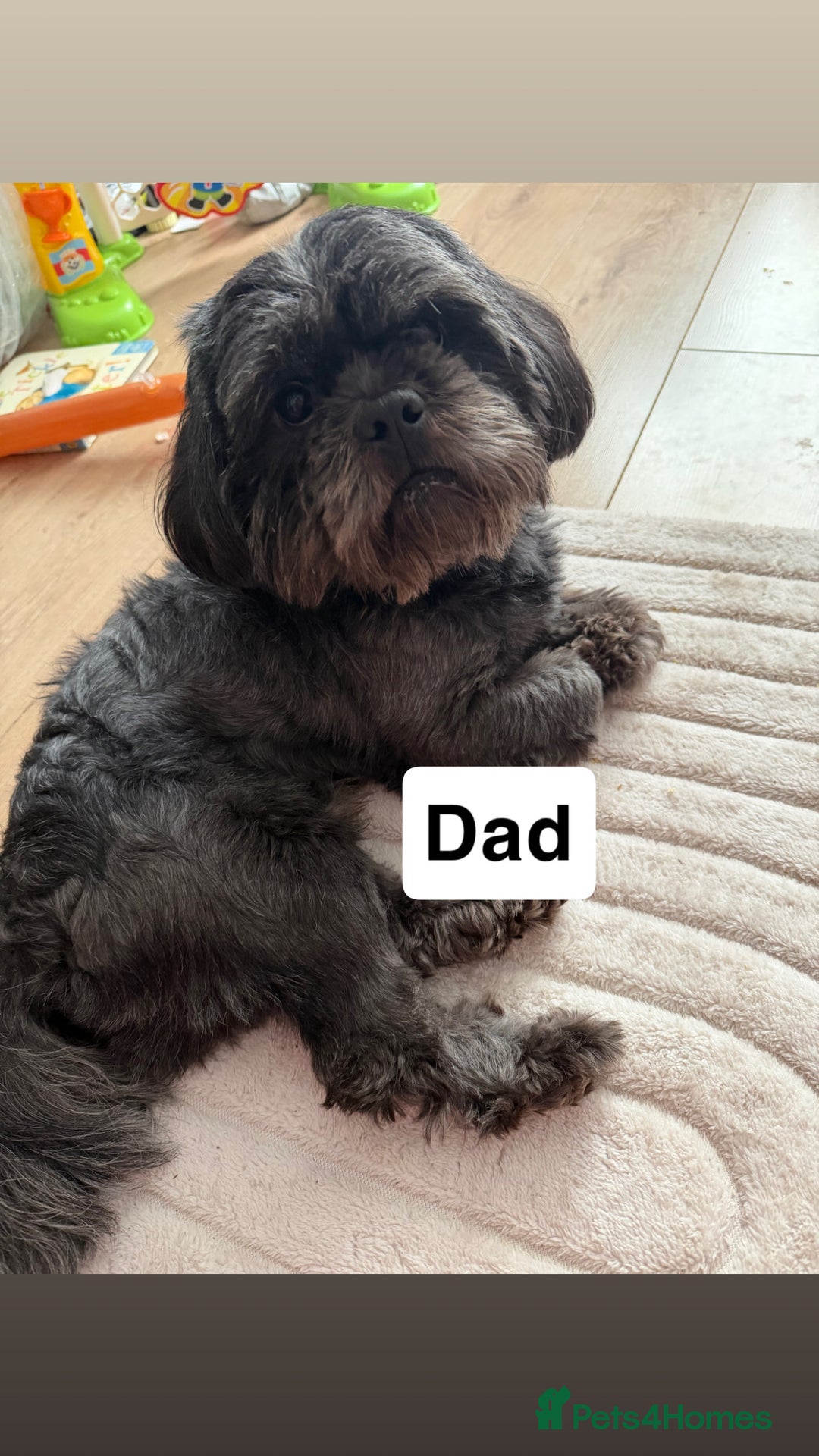 Shihpoo dogs for sale: Shitzu cross poodle puppies - Advert 2