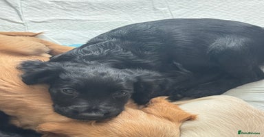 Cocker Spaniel dogs - Advert 1