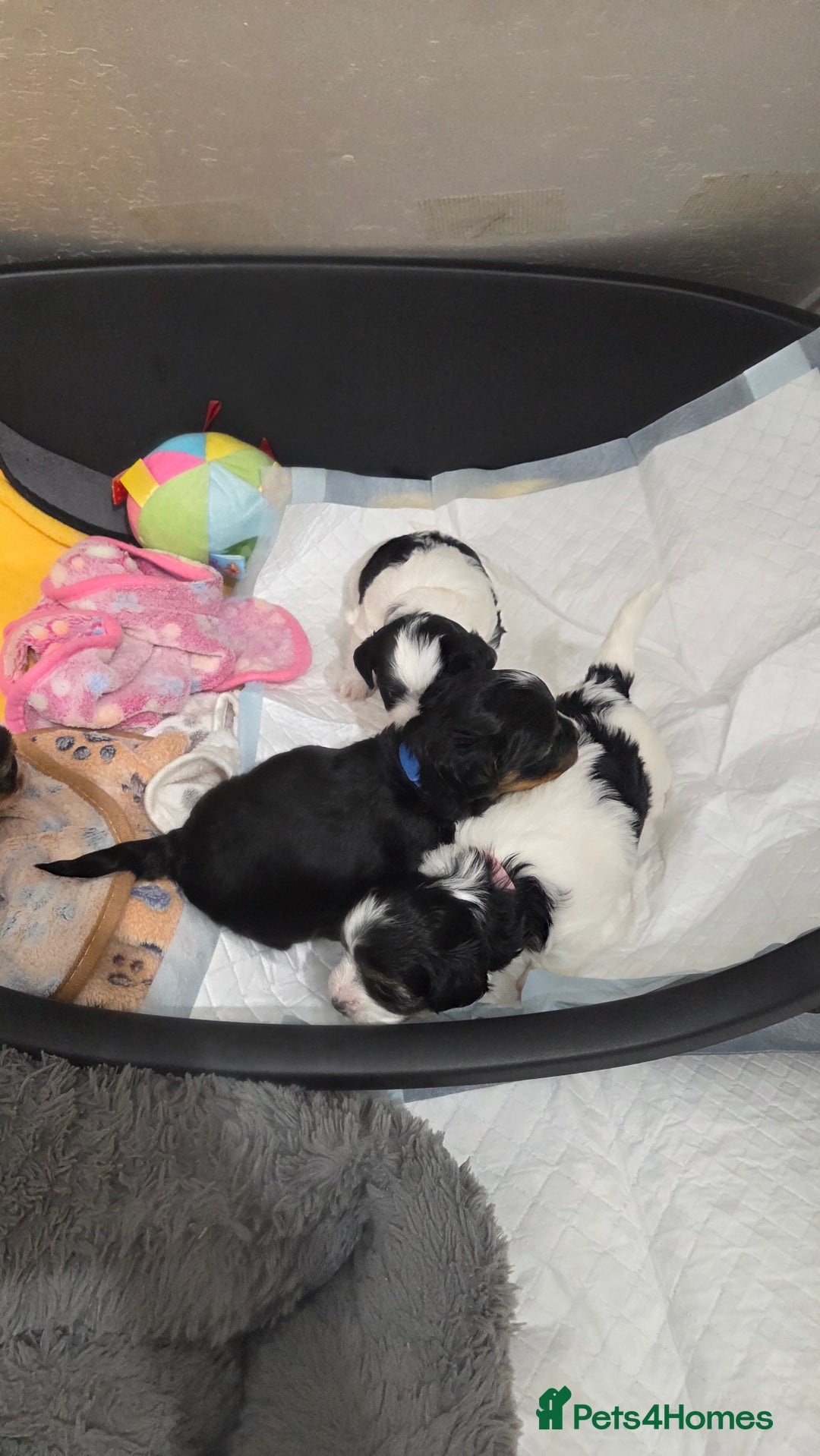 Biewer Terrier dogs for sale: Biewer Yorkshire Terrier  - Image 5