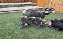 Miniature Schnauzer dogs for sale: Stunning Litter of KC Miniature Schnauzer pups - Image 6