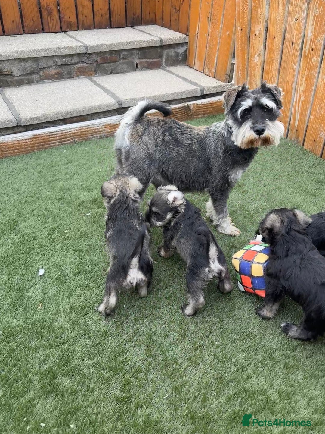 Miniature Schnauzer dogs for sale: Stunning Litter of KC Miniature Schnauzer pups - Image 6