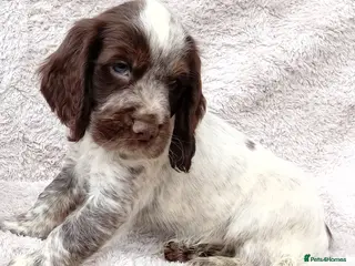 Cocker Spaniel dogs Cocker spaniel puppies. - Advert 3