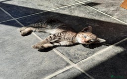 Mixed Breed cats for sale: Adorable kitten's  - Image 13