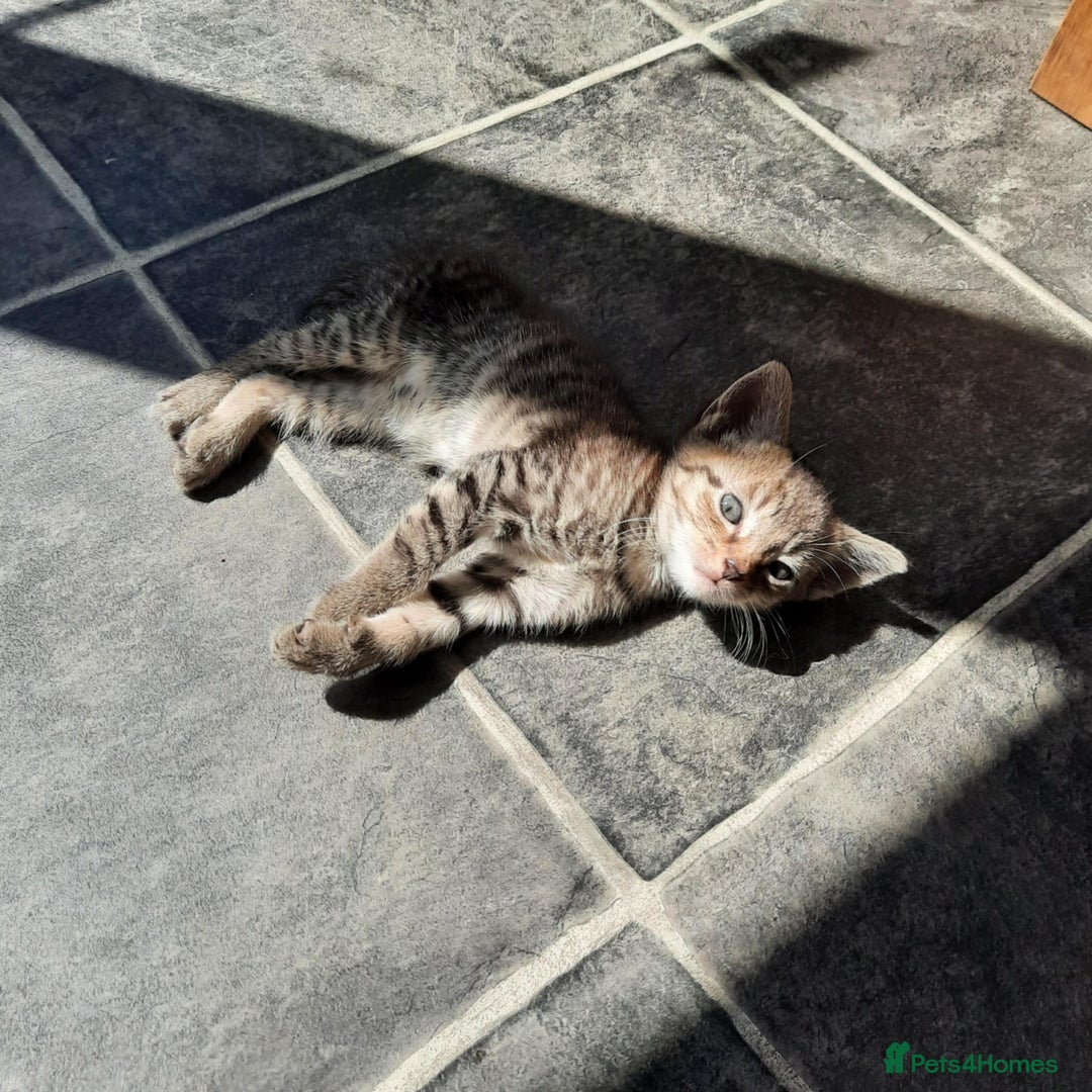 Mixed Breed cats for sale: Adorable kitten's  - Image 13