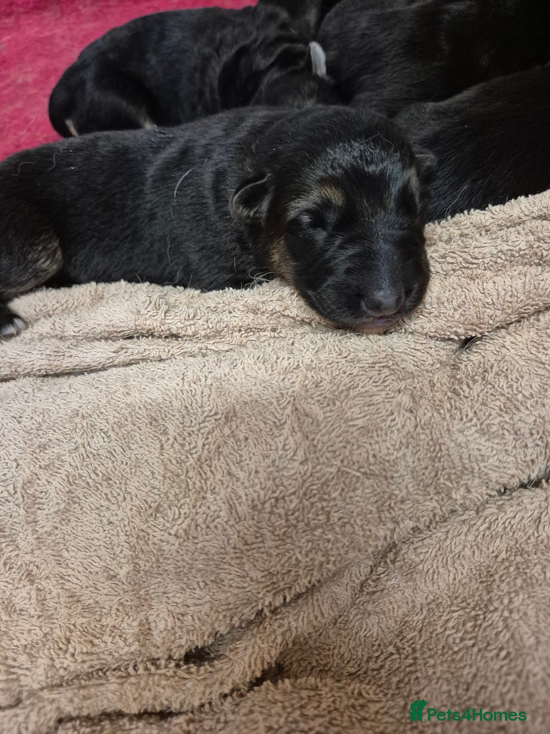 German Shepherd dogs for sale: German shepard puppies - Image 5