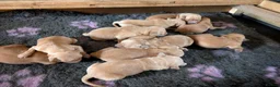 Golden Retriever dogs for sale: DNA hereditary clear pupppies - Advert 4