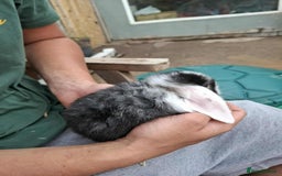 Mini Lop rabbits for sale: Mini lop bunnies  - Image 4