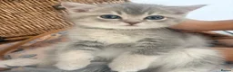 British Shorthair cats for sale: Cuteness overload♥️ British shorthair/chinchillas  - Advert 12