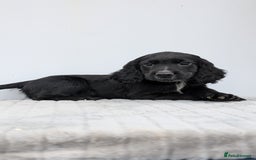 Cocker Spaniel dogs for sale: Cracking Cocker Pups - Image 12
