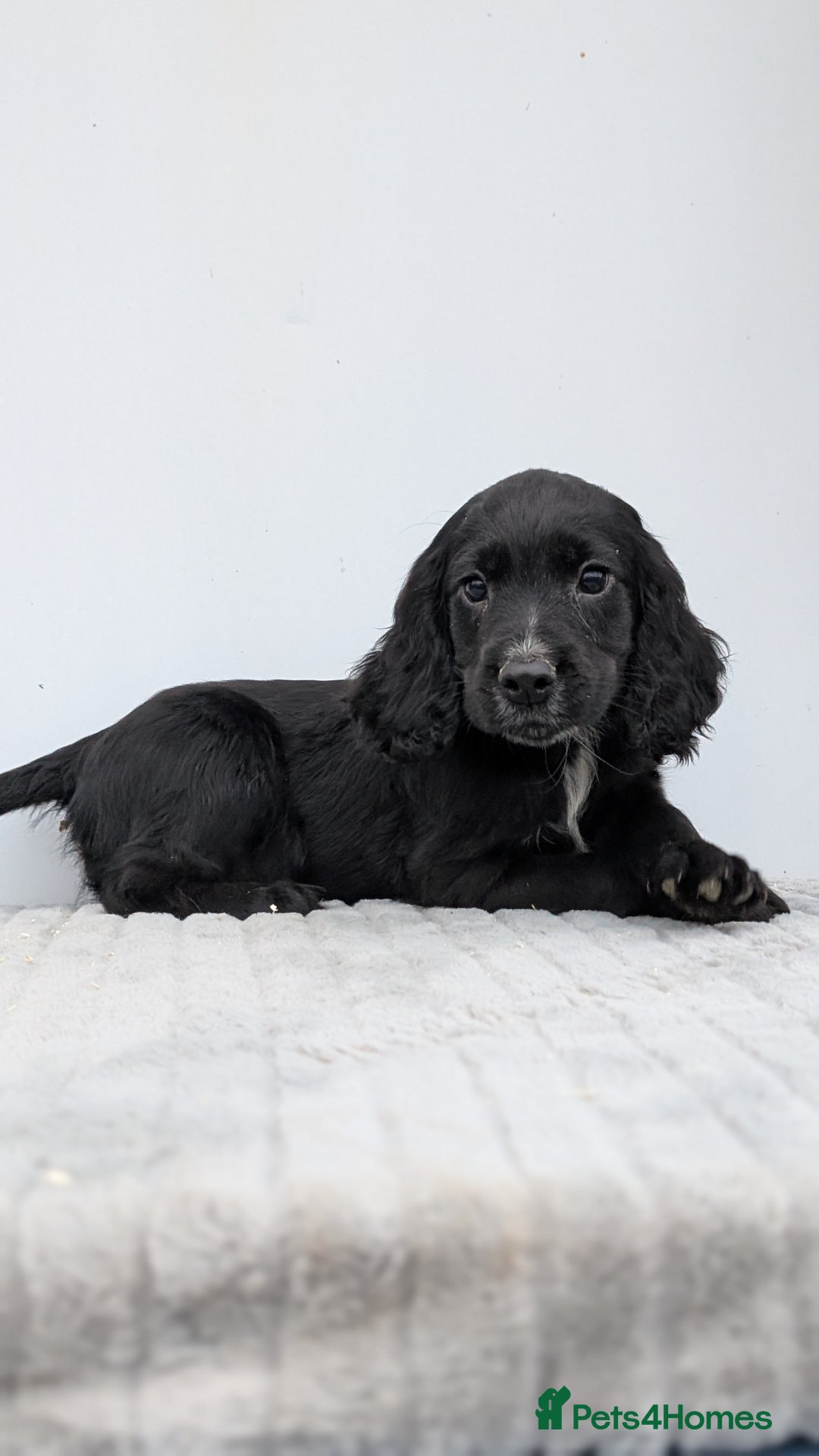 Cocker Spaniel dogs for sale: Cracking Cocker Pups - Image 12