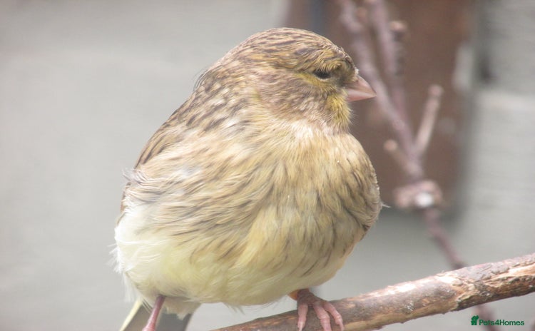 Canaries birds - Advert 2