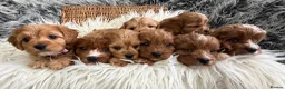 Cavapoo dogs for sale: EXCEPTIONAL EXTENSIVELY HEALTH TESTED CAVAPOOS  - Advert 6