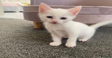 Mixed Breed cats - Advert 8