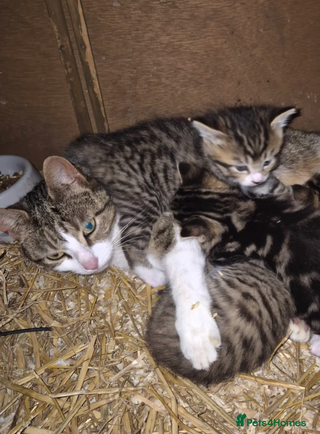 Mixed Breed cats for sale: Stunning kittens for sale  - Advert 13