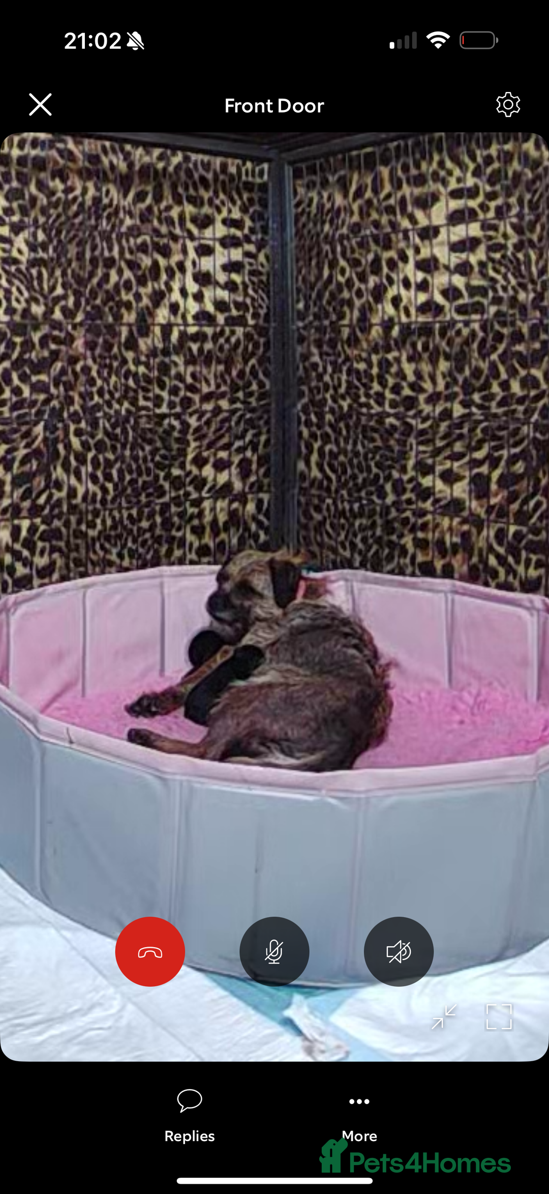 Border Terrier dogs for sale: Home raised happy little borders - Image 2
