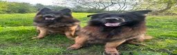 German Shepherd dogs for sale: Big,beautiful,wolf eyes puppies  - Advert 14