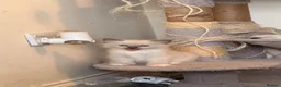 Ragdoll cats for sale: 3 Lovely Kittens Looking for Forever Homes - Advert 13