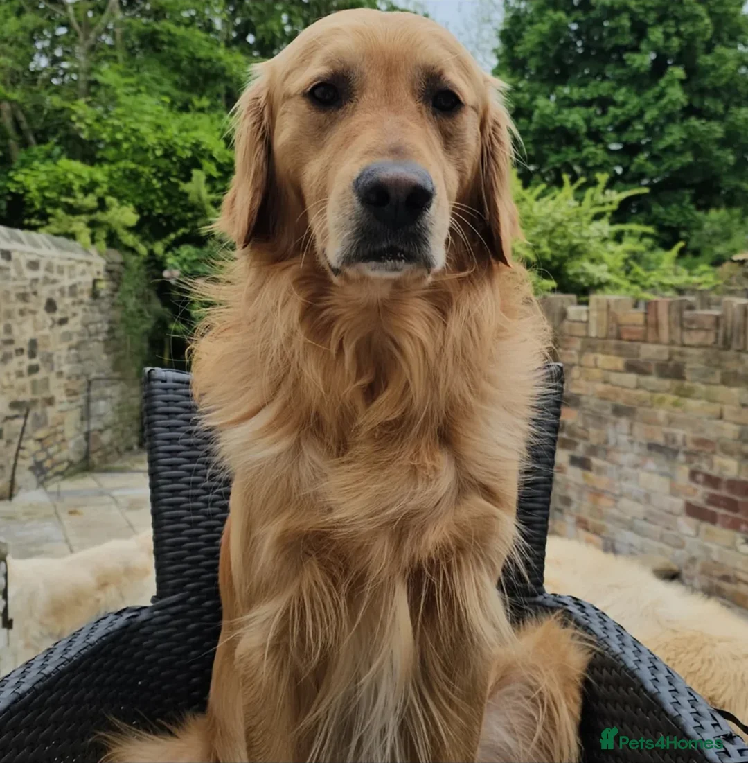 Golden Retriever dogs for sale: KC Registered Golden Retriever Puppies - Advert 13