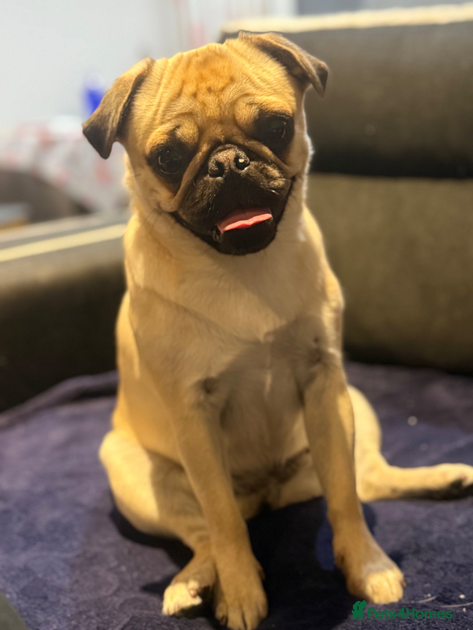 Pug dogs Looking for stud - Advert 5