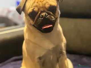 Pug dogs Looking for stud - Advert 5