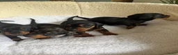 Dachshund dogs for sale: Miniature Dascshund smooth hair puppy’s  in Ilminster - Advert 13