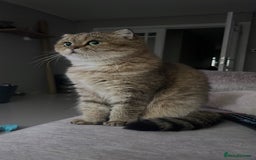 Scottish Fold cats for sale: Beautiful golden tabby shade  - Advert 4