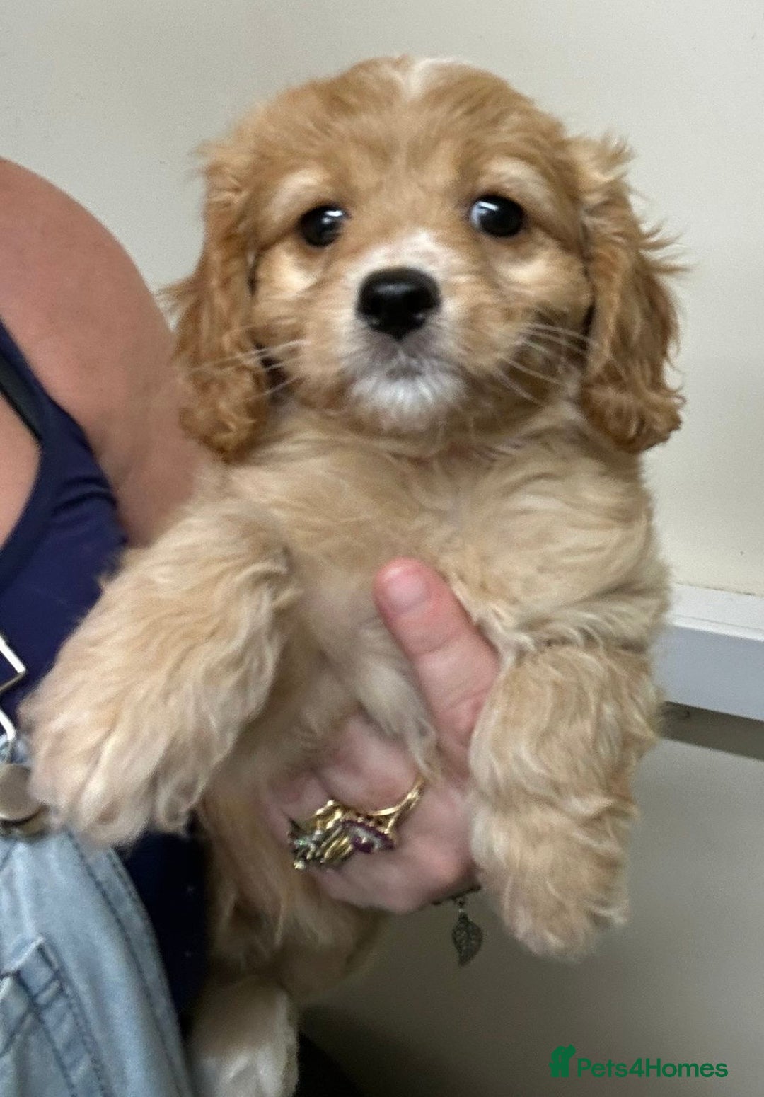 Cavapoo dogs for sale: Beautiful fully DNA tested Cavapoo's  - Image 23
