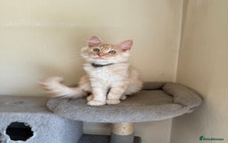 Maine Coon cats for sale: Stunning Maine coon kittens - Image 11