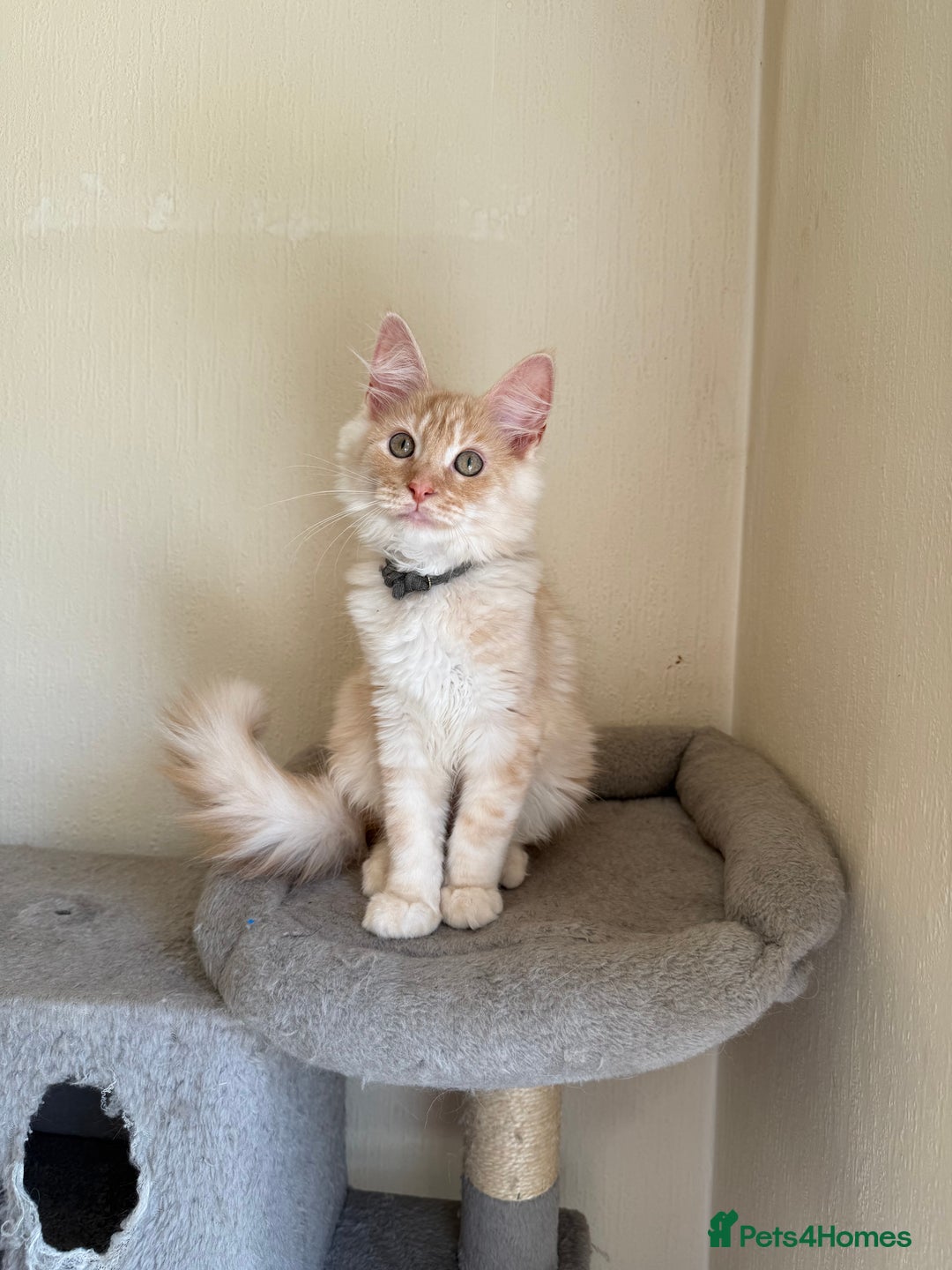 Maine Coon cats for sale: Stunning Maine coon kittens - Image 11