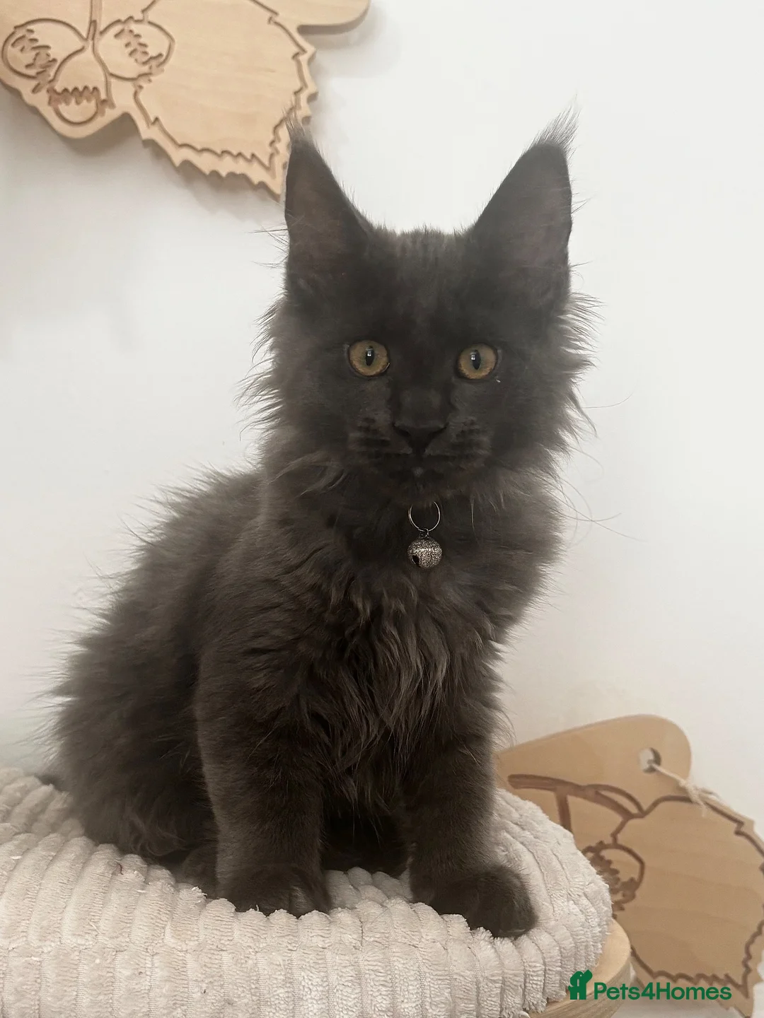 Maine Coon cats for sale: Adorable Gccf registered Mainecoons  - Advert 1