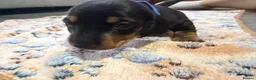 Miniature Dachshund dogs for sale: Ready for there forever homes this Thursday - Advert 27