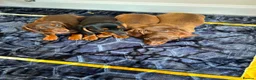 Miniature Dachshund dogs for sale: Miniature dachshund ready to leave in Manchester - Advert 5