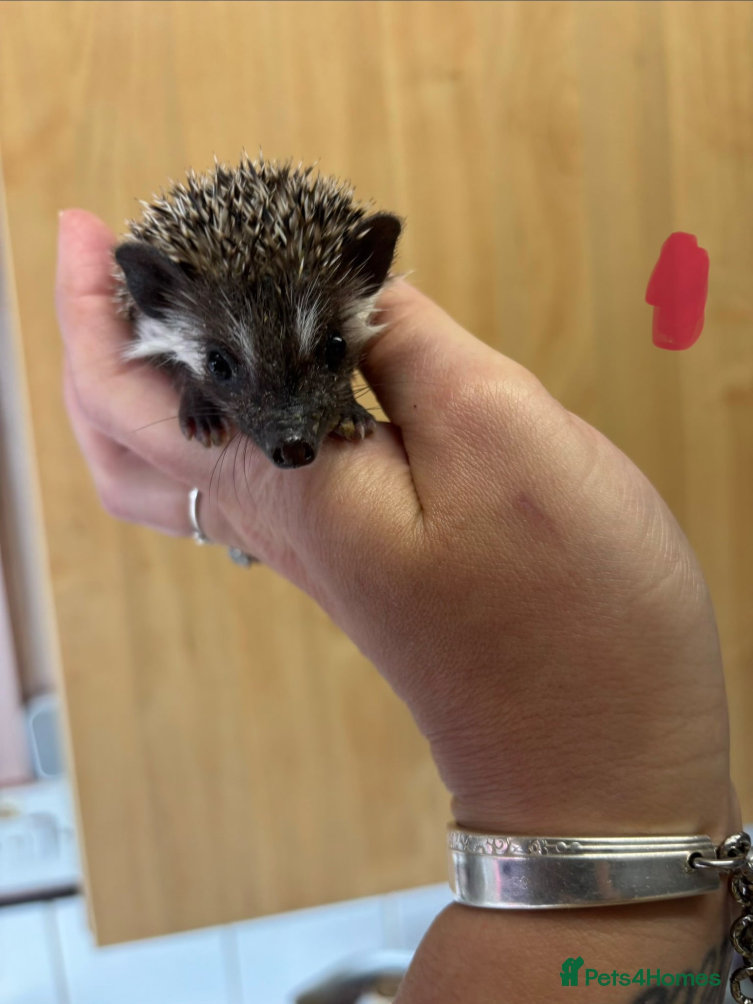 Pygmy Hedgehog rodents African Pygmy hoglets  - Advert 2