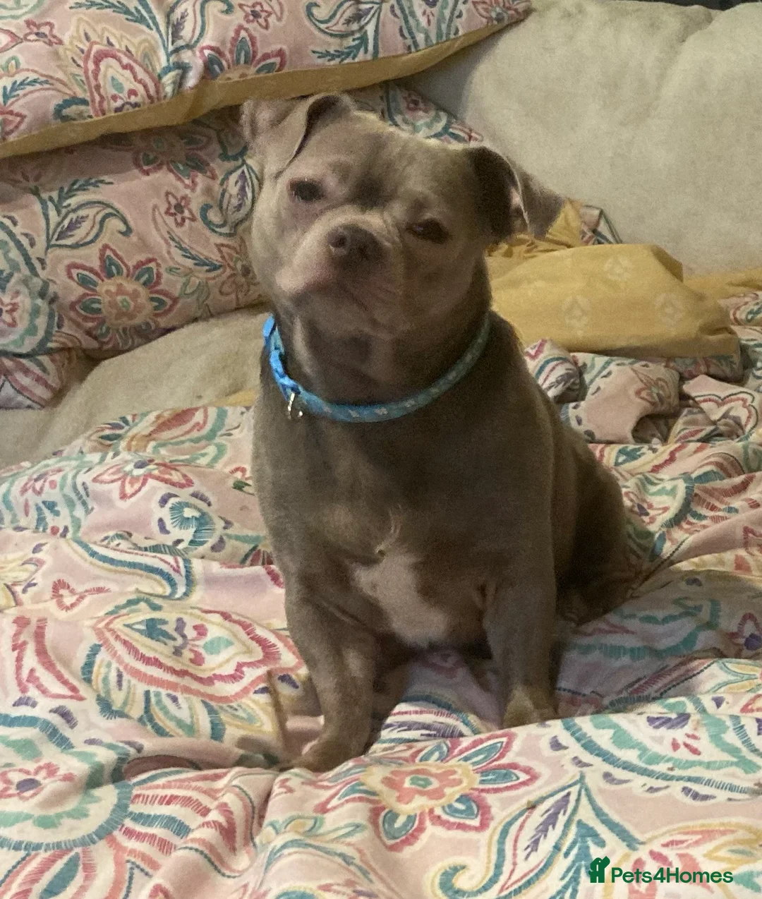 Chihuahua dogs for stud: For stud  - Advert 1